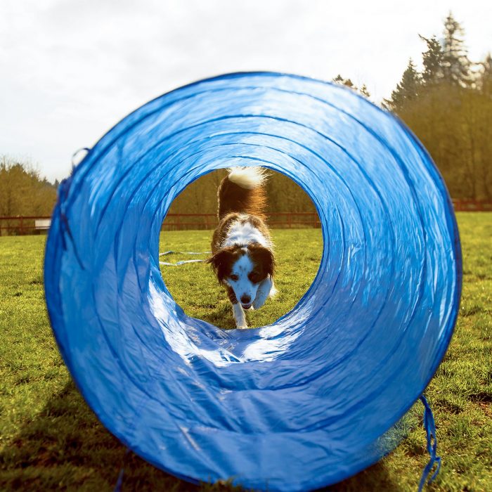 Agility Equipment Dog Training Set - Image 2